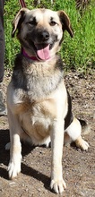 CANDYC63, Hund, Mischlingshund in Slowakische Republik - Bild 7