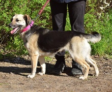 CANDYC63, Hund, Mischlingshund in Slowakische Republik - Bild 9