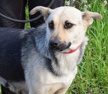 HYSOPE, Hund, Mischlingshund in Slowakische Republik - Bild 1