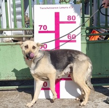 HYSOPE, Hund, Mischlingshund in Slowakische Republik - Bild 2