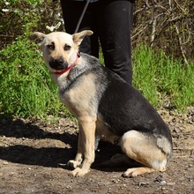 HYSOPE, Hund, Mischlingshund in Slowakische Republik - Bild 3