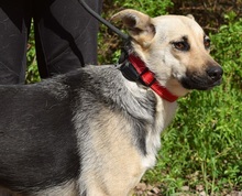 HYSOPE, Hund, Mischlingshund in Slowakische Republik - Bild 4