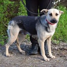 HYSOPE, Hund, Mischlingshund in Slowakische Republik - Bild 5