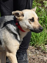 HYSOPE, Hund, Mischlingshund in Slowakische Republik - Bild 6