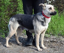 HYSOPE, Hund, Mischlingshund in Slowakische Republik - Bild 7
