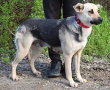 HYSOPE, Hund, Mischlingshund in Slowakische Republik - Bild 8