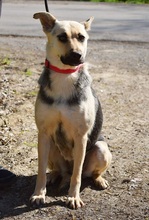 HYSOPE, Hund, Mischlingshund in Slowakische Republik - Bild 9