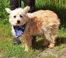 LIU, Hund, Mischlingshund in Slowakische Republik - Bild 1