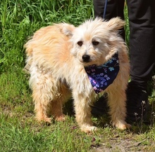 LIU, Hund, Mischlingshund in Slowakische Republik - Bild 2