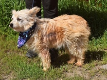 LIU, Hund, Mischlingshund in Slowakische Republik - Bild 3