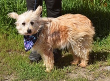 LIU, Hund, Mischlingshund in Slowakische Republik - Bild 4
