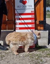 LIU, Hund, Mischlingshund in Slowakische Republik - Bild 5