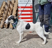 LUCIANO, Hund, Mischlingshund in Slowakische Republik - Bild 4