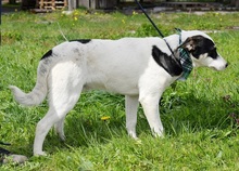 LUCIANO, Hund, Mischlingshund in Slowakische Republik - Bild 6