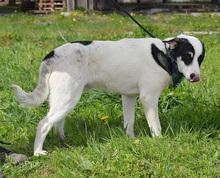 LUCIANO, Hund, Mischlingshund in Slowakische Republik - Bild 8