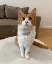 REMI, Katze, Europäisch Kurzhaar in Zypern - Bild 2