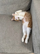 REMI, Katze, Europäisch Kurzhaar in Zypern - Bild 3