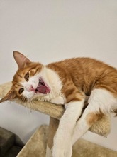 REMI, Katze, Europäisch Kurzhaar in Zypern - Bild 4