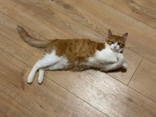 REMI, Katze, Europäisch Kurzhaar in Zypern - Bild 5