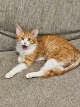 REMI, Katze, Europäisch Kurzhaar in Panketal