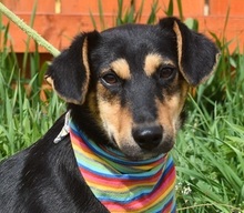 RODERICK, Hund, Mischlingshund in Slowakische Republik - Bild 1