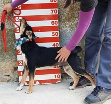 RODERICK, Hund, Mischlingshund in Slowakische Republik - Bild 10