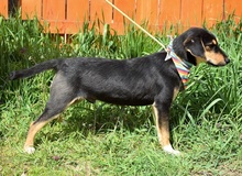RODERICK, Hund, Mischlingshund in Slowakische Republik - Bild 11