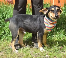 RODERICK, Hund, Mischlingshund in Slowakische Republik - Bild 12