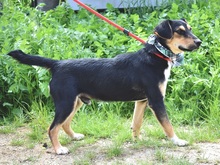 RODERICK, Hund, Mischlingshund in Slowakische Republik - Bild 2
