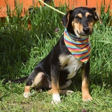 RODERICK, Hund, Mischlingshund in Slowakische Republik - Bild 4