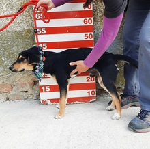 RODERICK, Hund, Mischlingshund in Slowakische Republik - Bild 5