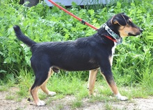 RODERICK, Hund, Mischlingshund in Slowakische Republik - Bild 6