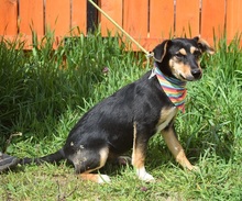 RODERICK, Hund, Mischlingshund in Slowakische Republik - Bild 7