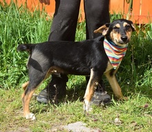 RODERICK, Hund, Mischlingshund in Slowakische Republik - Bild 8