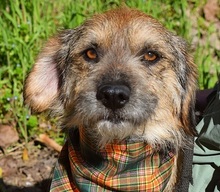 VAVRO, Hund, Mischlingshund in Slowakische Republik - Bild 1
