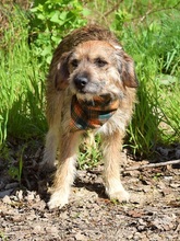 VAVRO, Hund, Mischlingshund in Slowakische Republik - Bild 2