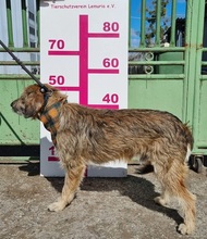 VAVRO, Hund, Mischlingshund in Slowakische Republik - Bild 3