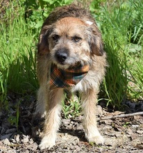 VAVRO, Hund, Mischlingshund in Slowakische Republik - Bild 4