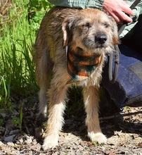 VAVRO, Hund, Mischlingshund in Slowakische Republik - Bild 5