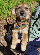 VAVRO, Hund, Mischlingshund in Slowakische Republik - Bild 6