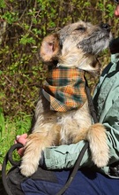 VAVRO, Hund, Mischlingshund in Slowakische Republik - Bild 7