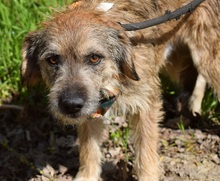 VAVRO, Hund, Mischlingshund in Slowakische Republik - Bild 9