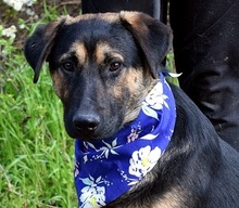 SPENCERC63, Hund, Mischlingshund in Slowakische Republik - Bild 1