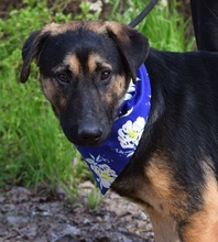 SPENCERC63, Hund, Mischlingshund in Slowakische Republik - Bild 2