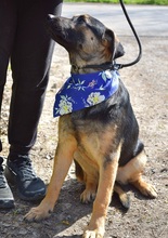SPENCERC63, Hund, Mischlingshund in Slowakische Republik - Bild 3