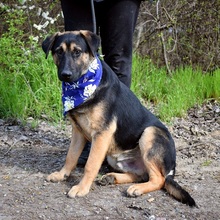 SPENCERC63, Hund, Mischlingshund in Slowakische Republik - Bild 4