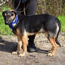 SPENCERC63, Hund, Mischlingshund in Slowakische Republik - Bild 5