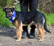 SPENCERC63, Hund, Mischlingshund in Slowakische Republik - Bild 6