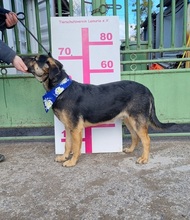 SPENCERC63, Hund, Mischlingshund in Slowakische Republik - Bild 7
