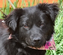 STEFANY, Hund, Mischlingshund in Slowakische Republik - Bild 1